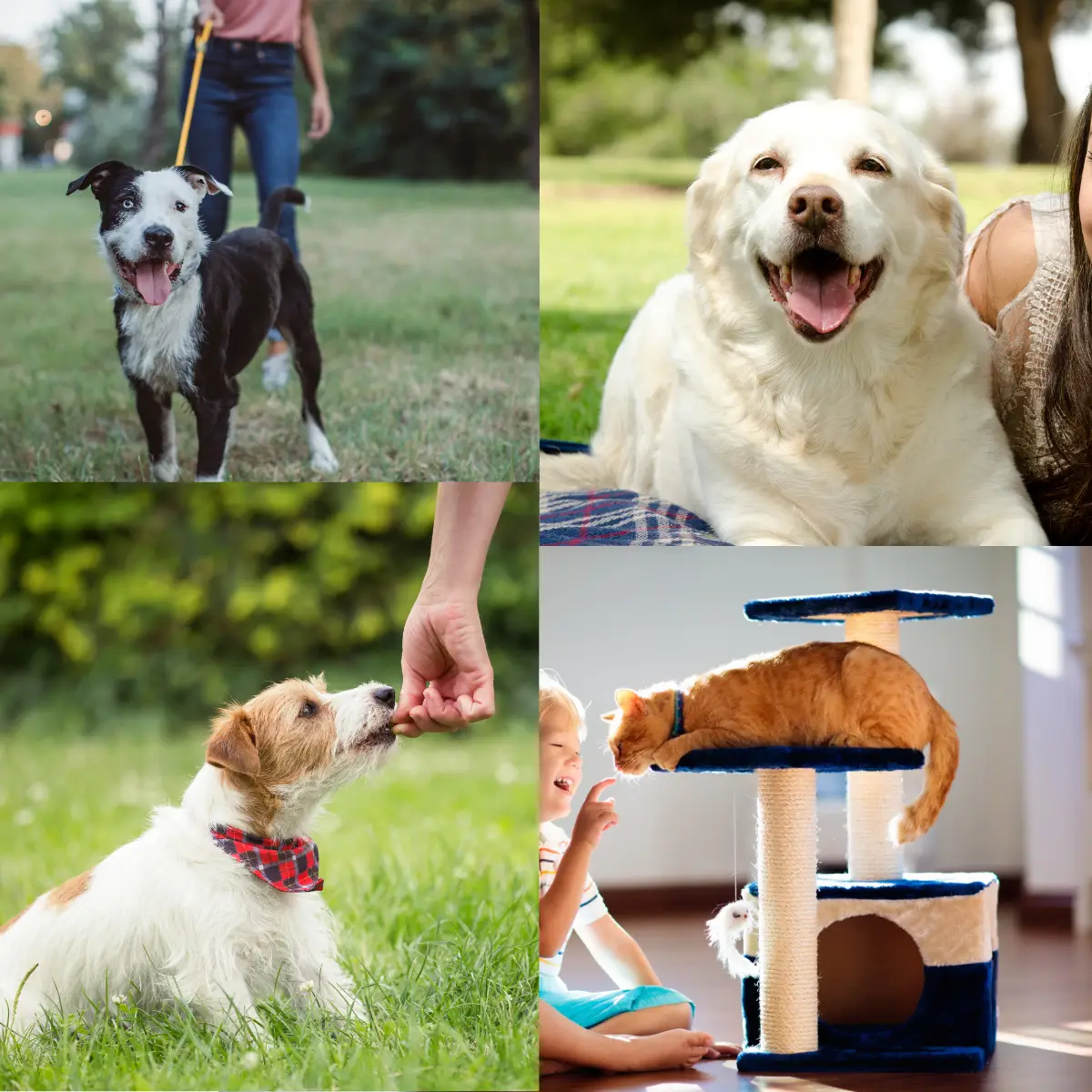 Atividades Divertidas para a Saúde e Felicidade dos Pets – Guia Completo